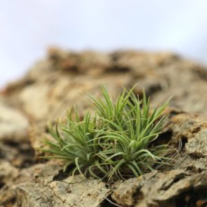 Tillandsia