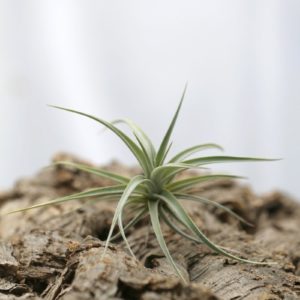 Tillandsia