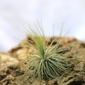 Tillandsia