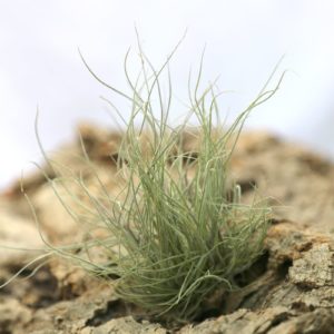 Tillandsia