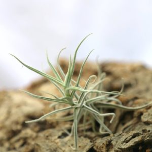 Tillandsia