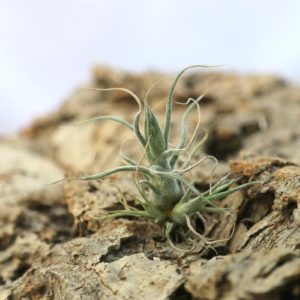 Tillandsia