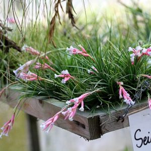 Quelques tillandsia en fleurs : image à la une