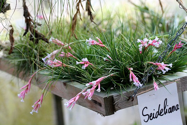 Tillandsia Seideliana en fleur