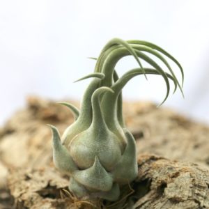 Tillandsia