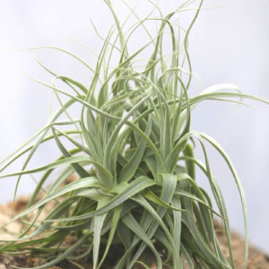 Tillandsia
