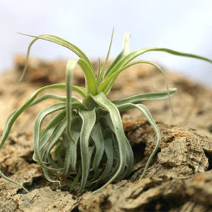 Lumière sur Tillandsia streptophylla : image à la une