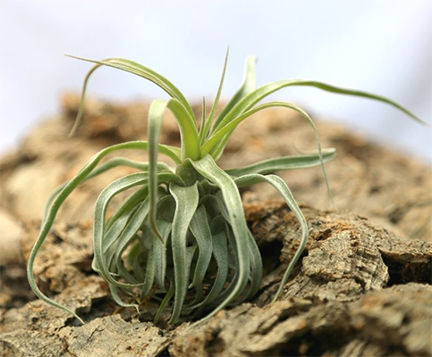 Tillandsia streptophylla