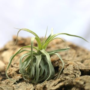 Tillandsia