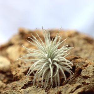 Tillandsia