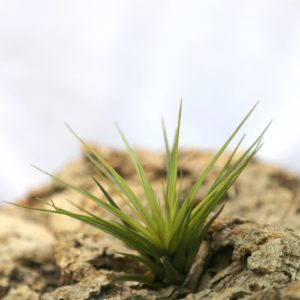 Tillandsia