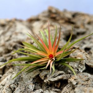Tillandsia