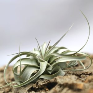 Tillandsia