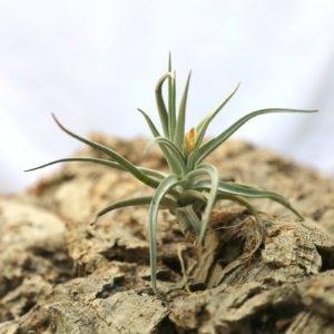 Tillandsia