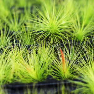 Lumière sur Tillandsia andreana : image à la une