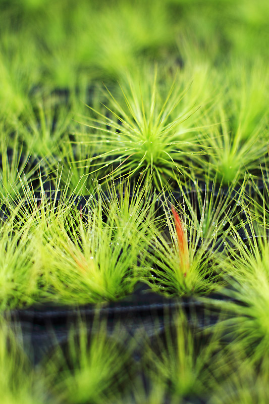 Tillandsia andreana