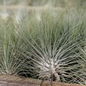 Lumière sur Tillandsia argentea : image à la une