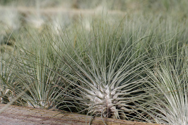 Tillandsia argentea en colonie