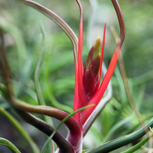 Lumière sur Tillandsia bulbosa : image à la une