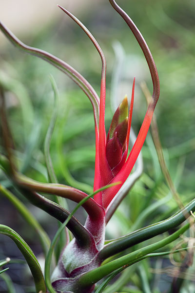 Tillandsia bulbosa bien rouge