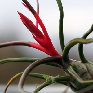Germination spontanée de Tillandsia : image à la une