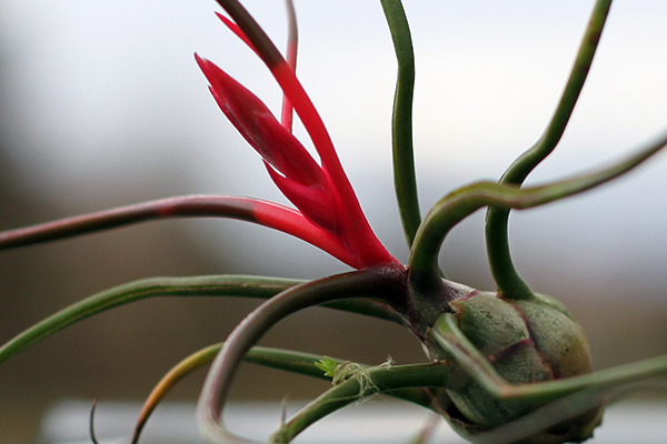 Tillandsia bulbosa bientôt en fleur