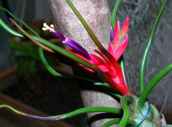 Tillandsia bulbosa en fleur