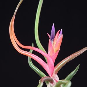 Le Rouge des Plantes : image à la une