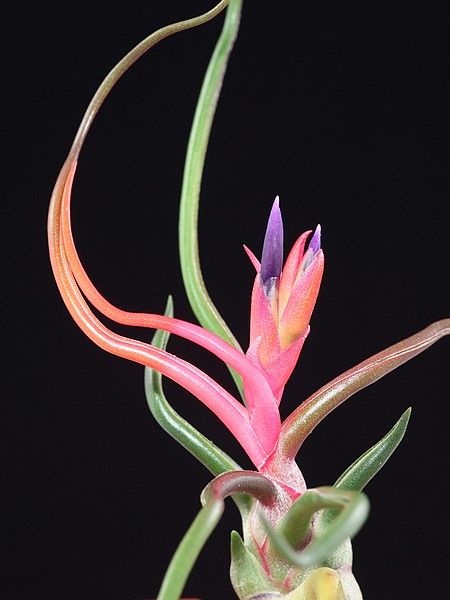 Tillandsia bulbosa rose en fleur