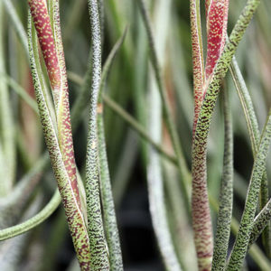 Lumière sur Tillandsia butzii : image à la une