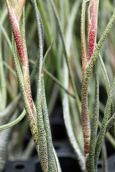Tillandsia butzii