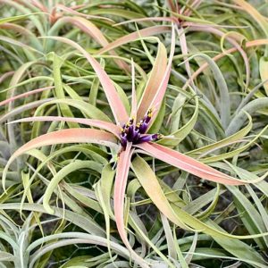 Tillandsia capitata ‘Peach’ : star en fleur : image à la une