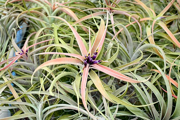Tillandsia capitata 'Peach' en pleine floraison