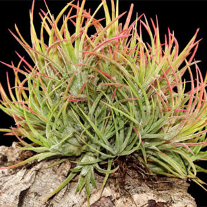 Créer un petit coin de forêt à Tillandsia : image à la une