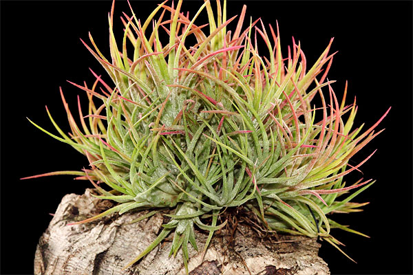 Tillandsia ionantha 'Mexico' sur écorce