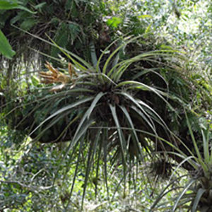 Les tillandsia dans leur habitat naturel : image à la une