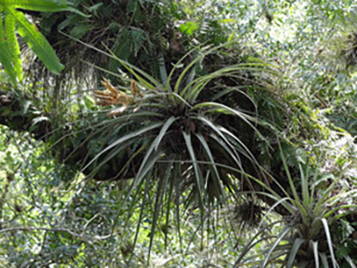 Tillandsia fasciculata - Photo © François Mey