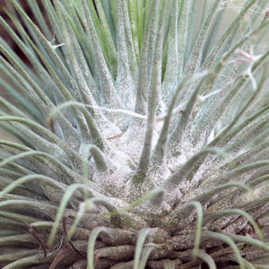 Tillandsia et excès d’eau : comment éviter la pourriture : image à la une