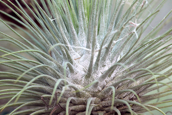 Tillandsia fuchsii, pseudobulbe argenté