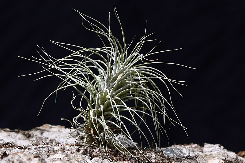 Étonnant Tillandisa heteromorpha