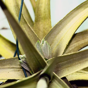 Tillandsia : après la floraison : image à la une