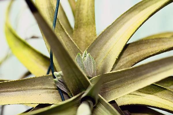 Tillandsia ixioides et ses petits