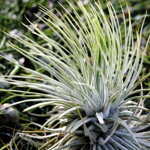 Lumière sur Tillandsia magnusiana : image à la une
