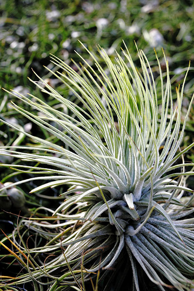 Tillandsia magnusiana