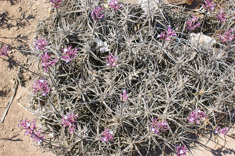 Ce sont de précieuses prises de vue que Philippe Richaud, collectionneur de Tillandsia, a ramené de son dernier voyage au sud du Pérou : des Tillandsia paleacea dans leur biotope.
