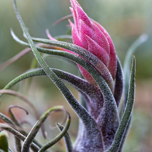 Lumière sur Tillandsia pruinosa : image à la une