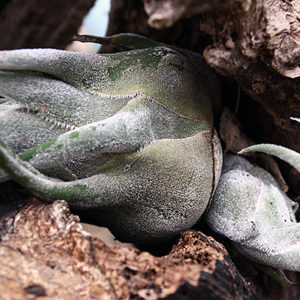 Une année de vie d’un Tillandsia : image à la une