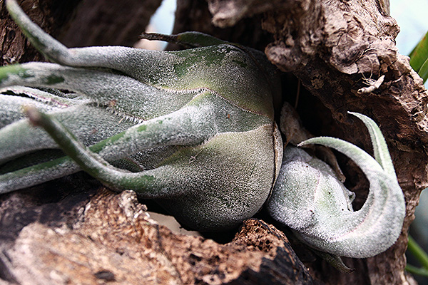Tillandsia seleriana et son rejeton