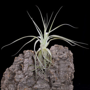 Tillandsia straminea: fille de l’air argentée : image à la une