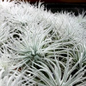 Lumière sur Tillandsia tectorum : image à la une